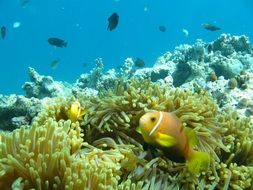 bright fish in ocean water in maldives