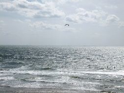 lone seagull over the fretfu north sea