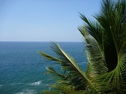 palm tree leaves above blue water