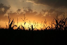 corn field on the background of bright evening sky