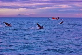 bali dolphins in ocean