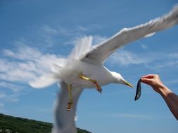 seagull catching fish from hand