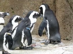 cute african penguin aves group sea animals