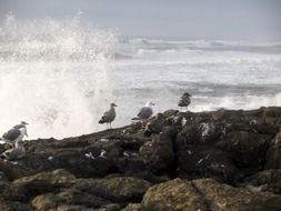 seagulls on a stone during the surf