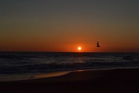 seagulls at bright sunset