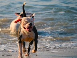 happy dog running on the beach