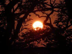 Sunset through the trees