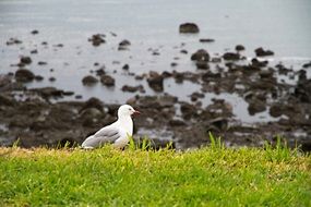 seagull walking on the beach grass