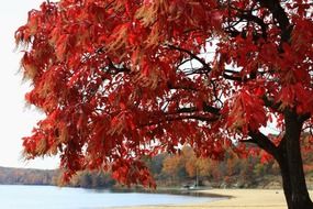 tree with red foliage by the lake