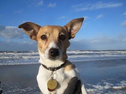 dog with medals on the beach
