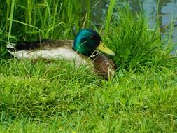 very beautiful duck