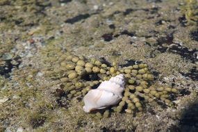 white seashell