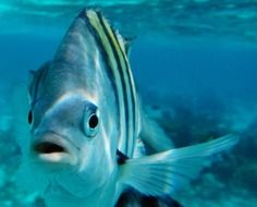 fish in clear water of the underwater world