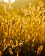 golden sunset over grass close-up