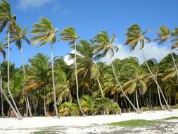 strong wind on the beach with palm trees