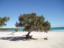 Tress on the coast