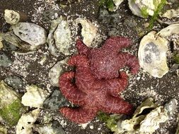 starfish in the water on the beach