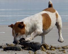 jack russell terrier dog plays on beach