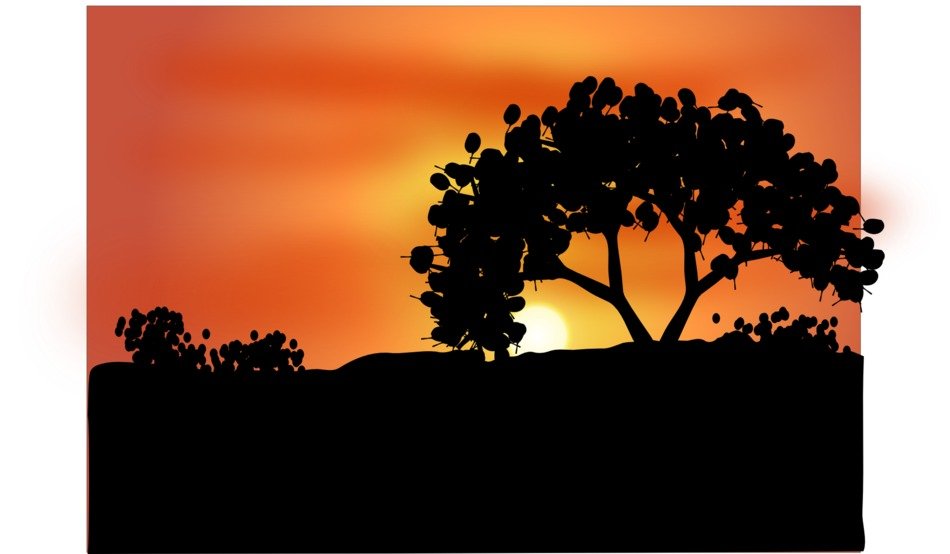 tree in the desert at sunset
