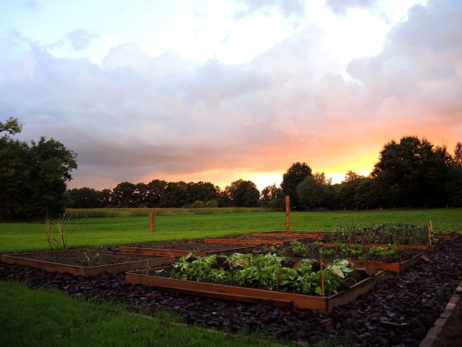kitchen garden at sunset
