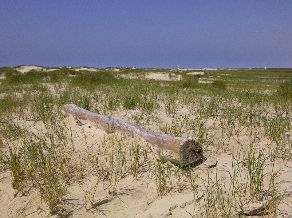 very beautiful flotsam dune