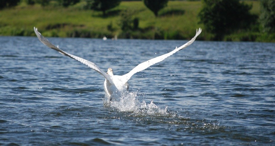 landing white swan in a spray of water on the lake