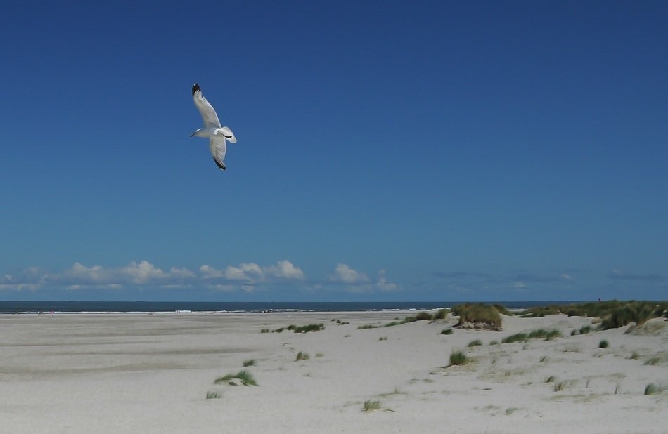 Bird in a flight over the sand dune