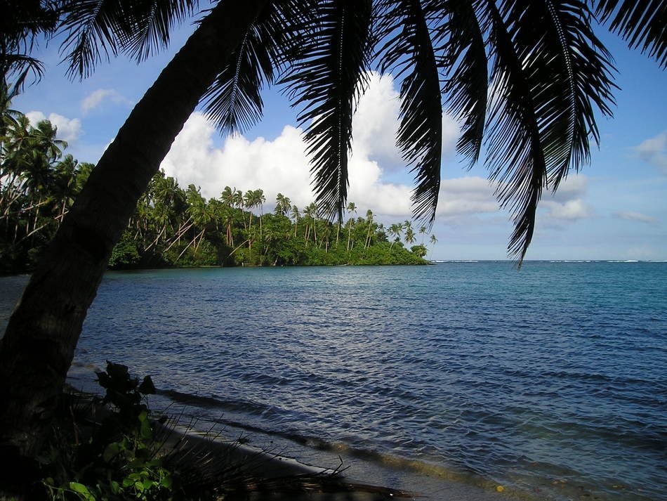 landscape of Exotic palm on a beach
