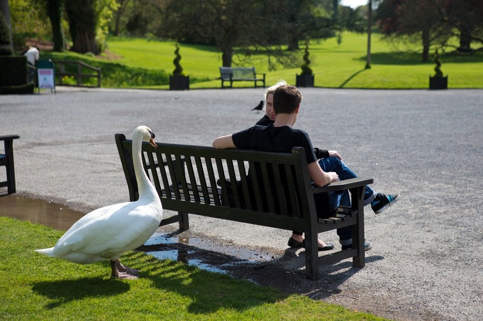 swan walking near the sitting tourists on a bench