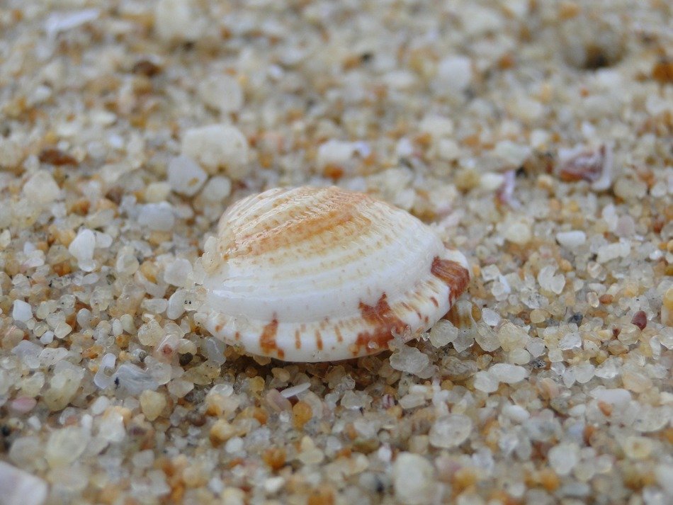 nice shell sea