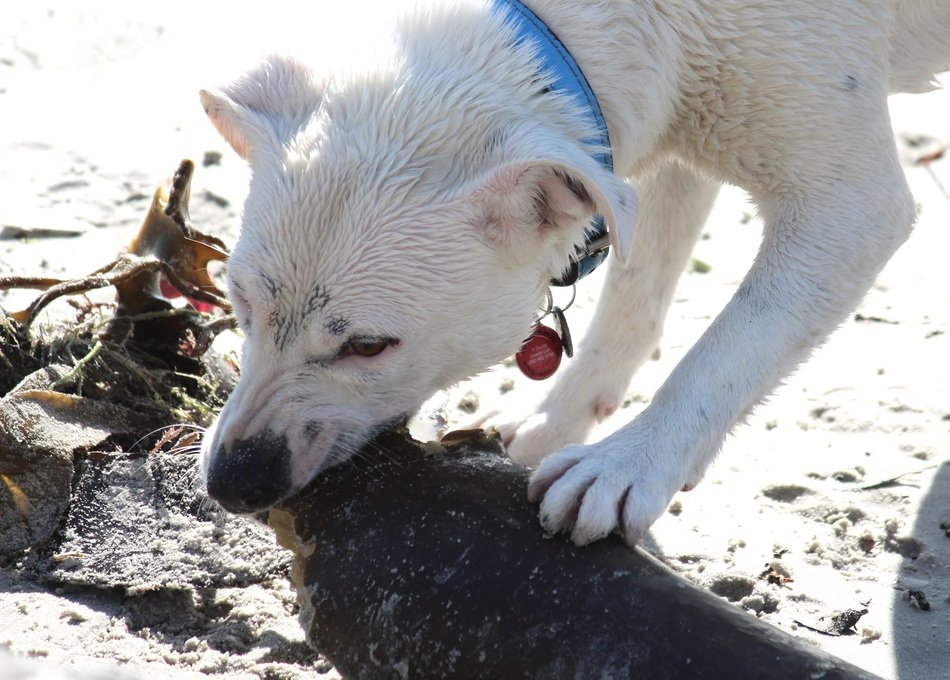 the dog bites the stick