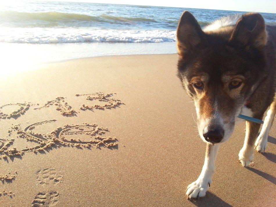 old dog on the beach