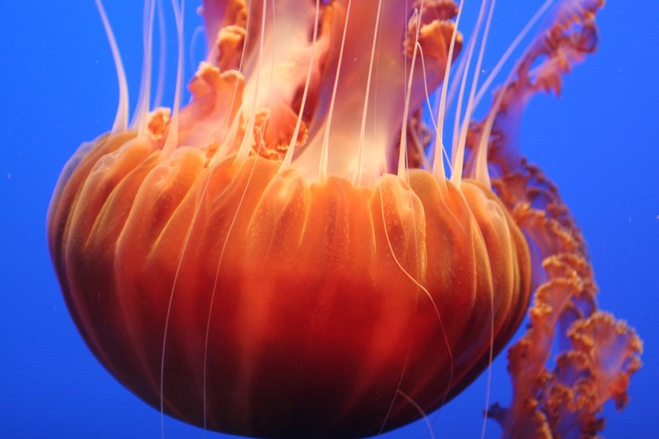 orange jellyfish in the ocean close-up