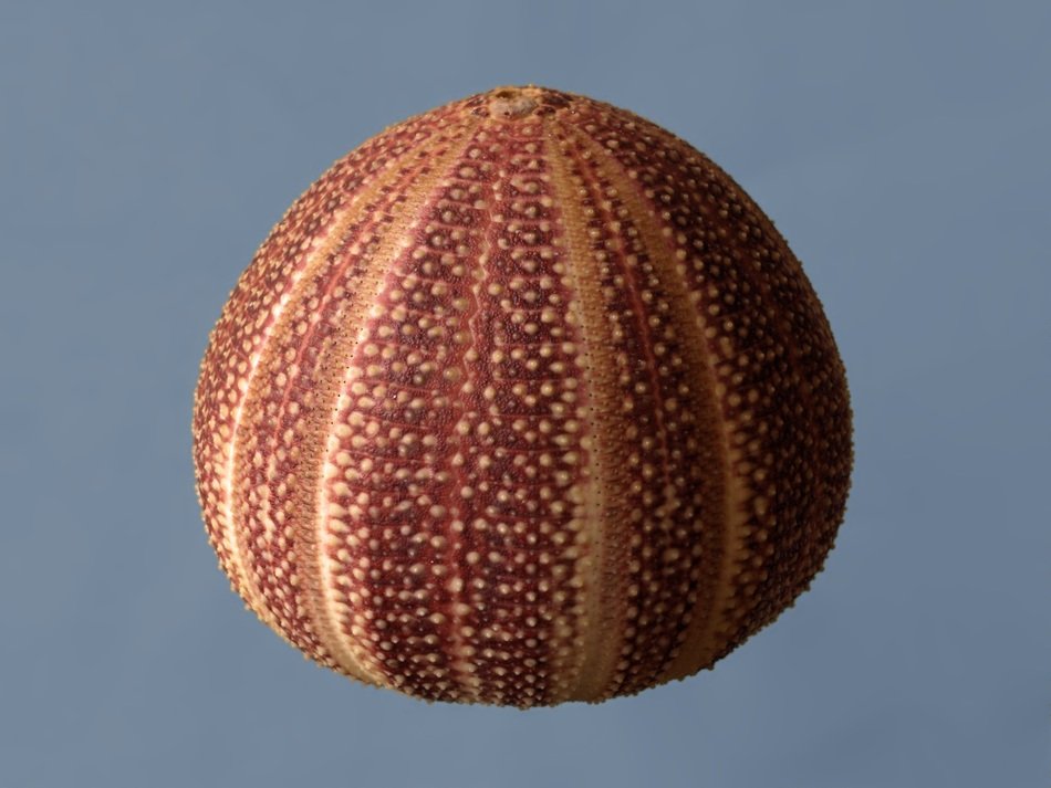 Sea urchin, spherical spiny animal