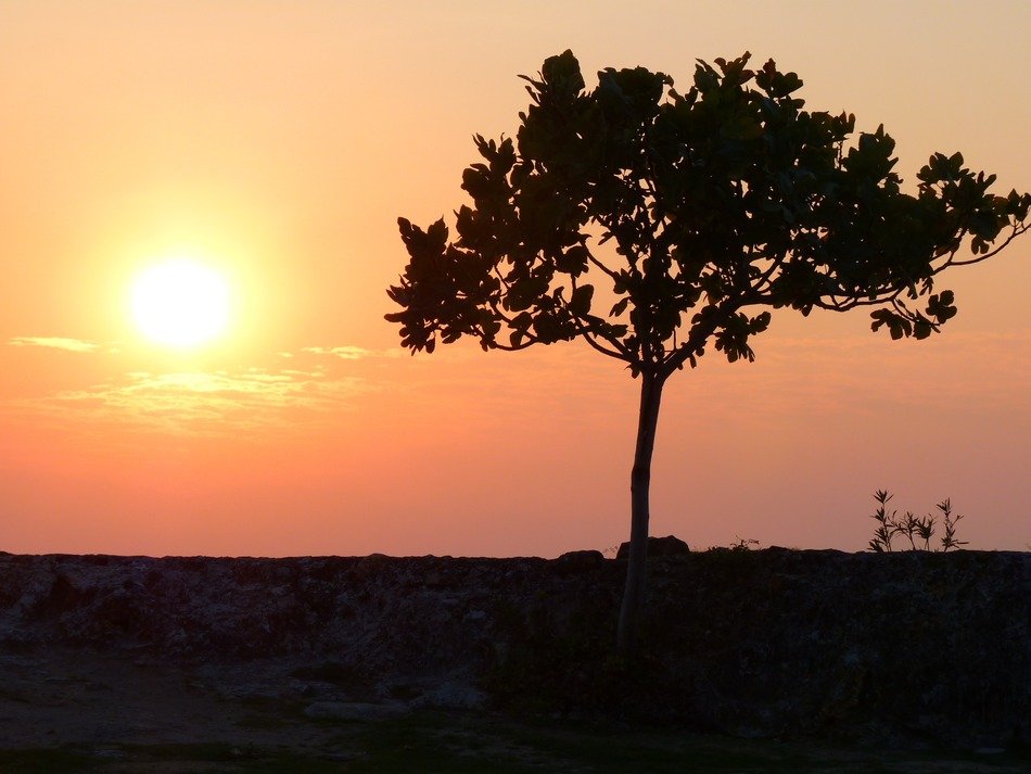 tree on a background of romantic sunset