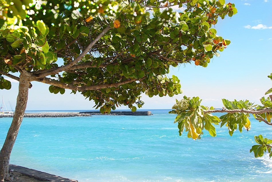 green trees near the indian ocean