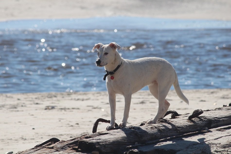 white dog on the Baltic coast