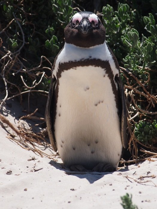 penguin on the white sand