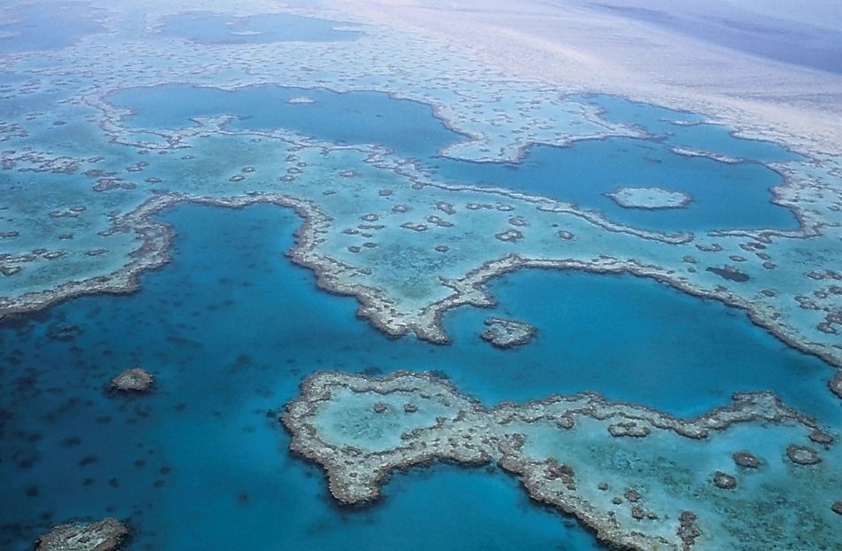 barrier reef coral, australia