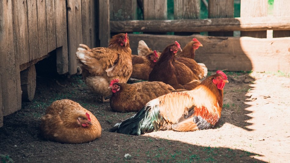 chickens on the farm on a sunny day