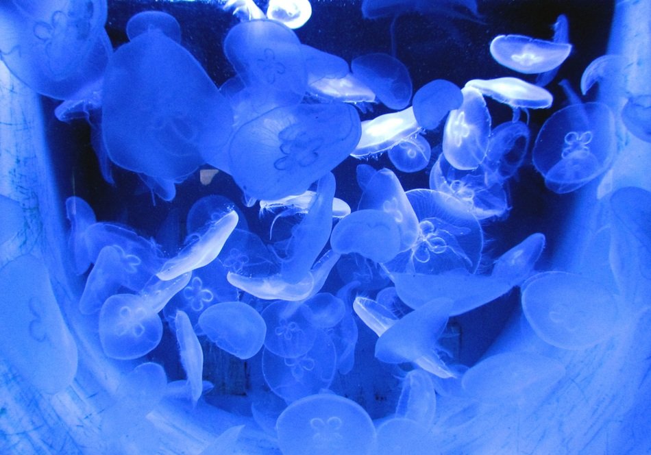 jellyfish water