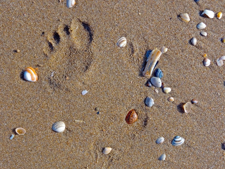 mussels, stones and footprints on the sandy beach