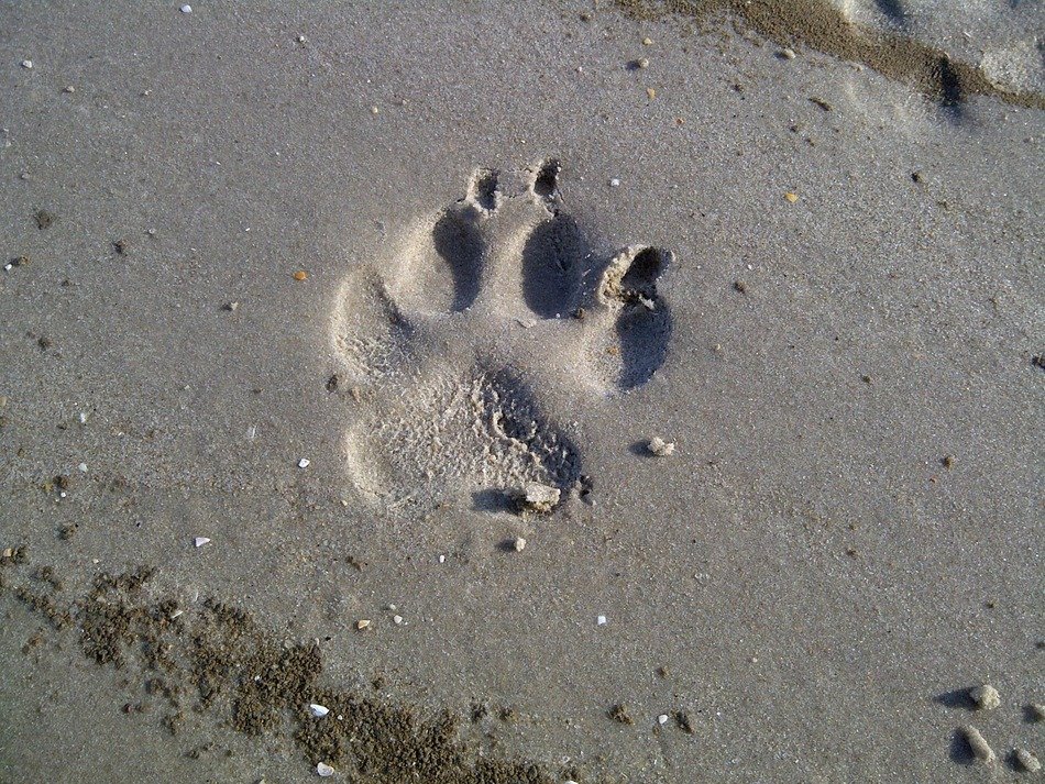 footprint of a dog's paw on the beach of the north sea