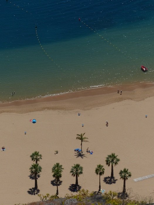 view of the beach with palm trees