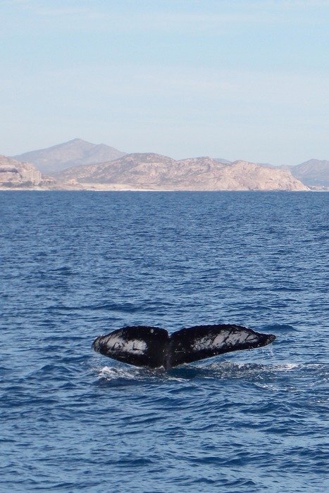 the tail of a whale in the sea