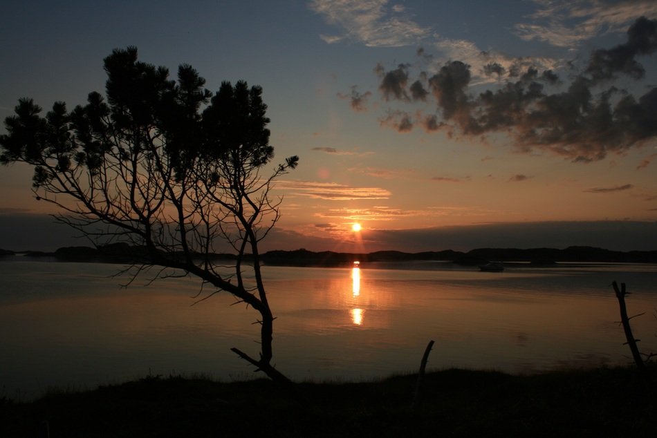 tree silhouette on sunset background, norway