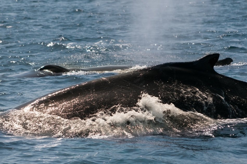 whale in the ocean in California