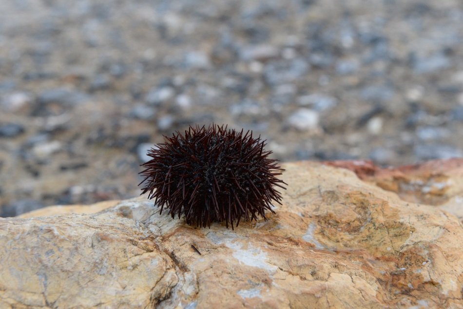 chestnut marine on stone istanbul beach