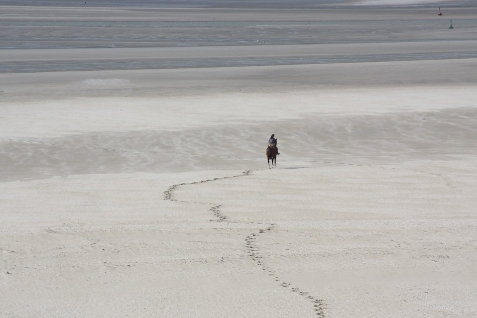 horse on the white beach