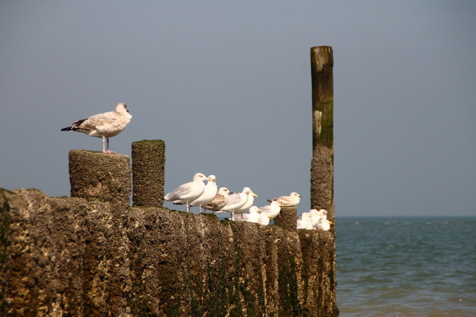 seagulls on the coast in the netherlands